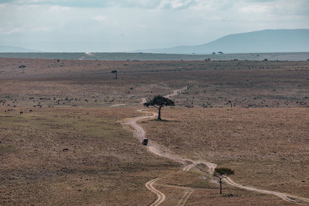 Roadway among field in savanna in daytime